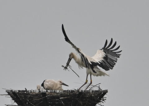 コウノトリ3363
