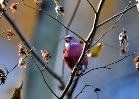 オオマシコ♂0514
