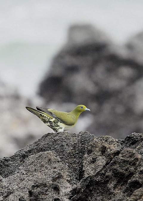 アオバト♀4798