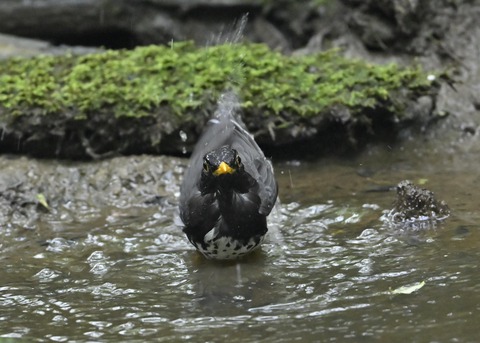 クロツグミ♂9498