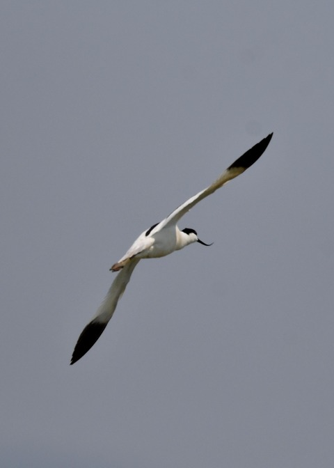 飛ぶ・ソリハシセイタカシギ8569