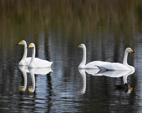 オオハクチョウ4451-1