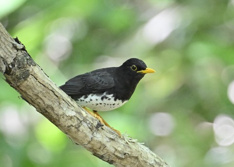 クロツグミ♂3701