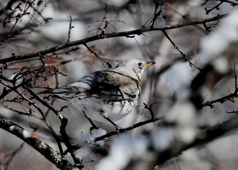 ノハラツグミ3584