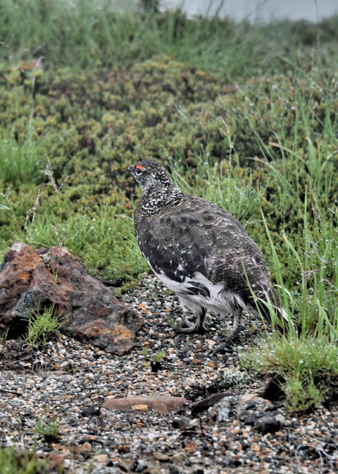 ライチョウ夏羽♂3061