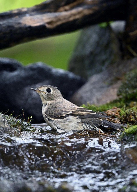 コサメビタキ1764