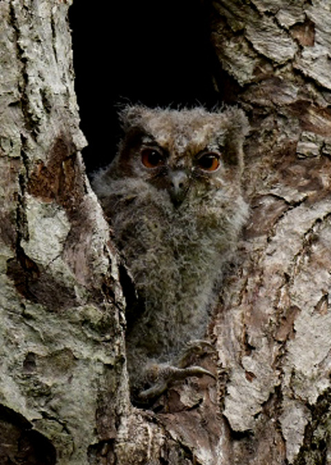 オオコノハズクのヒナ8145