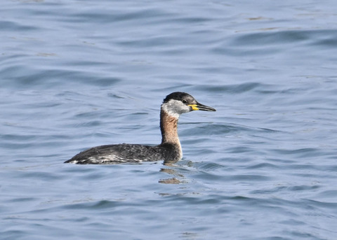 ｱｶｴﾘｶｲﾂﾌﾞﾘ8668