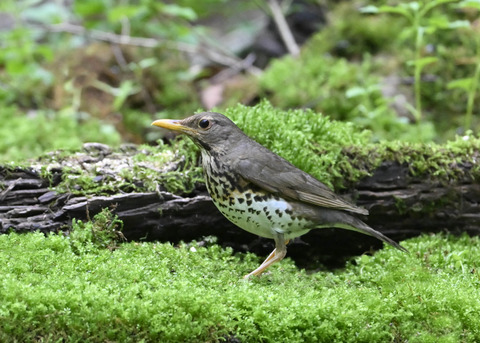 クロツグミ♀1145