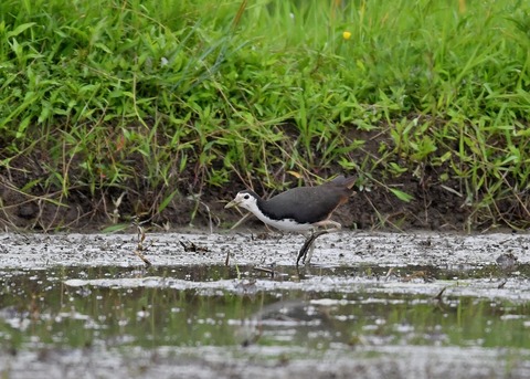 シロハラクイナ9573◎