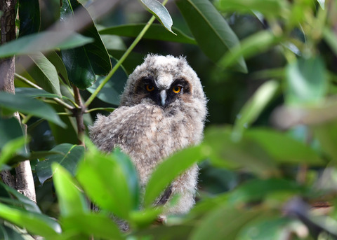 トラフズクのヒナ①7953