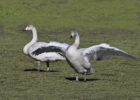 オオハクチョウ幼鳥3850