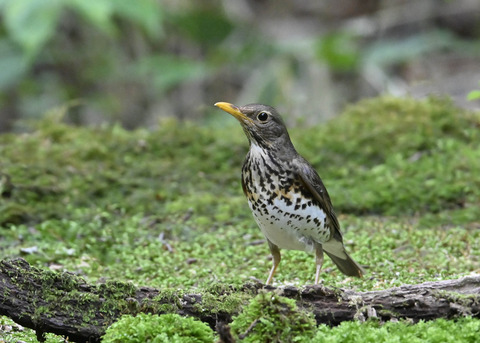 クロツグミ♀1745