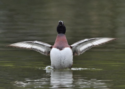 アカハジロ♂8785
