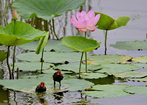 オオバンのヒナ7325