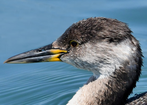 ｱｶｴﾘｶｲﾂﾌﾞﾘ6330