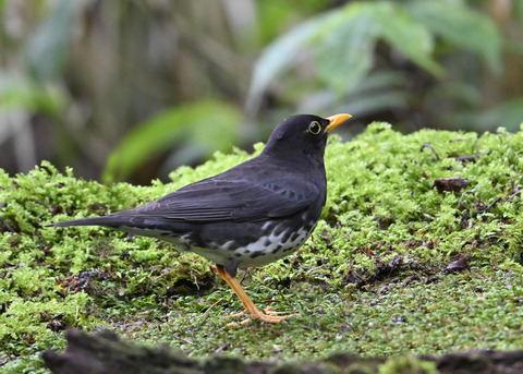 クロツグミ♂3993