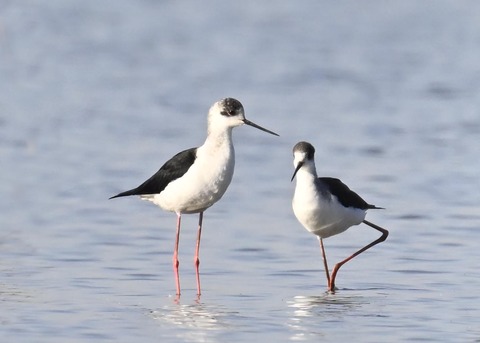 セイタカシギ6539