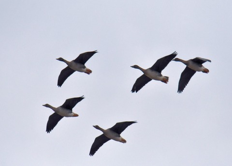 ヒシクイ5483 - コピー