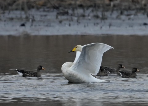 オオハクチョウ4863