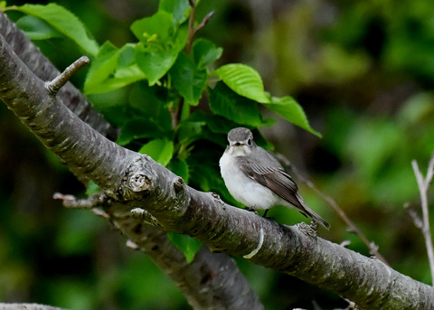 コサメビタキ7259