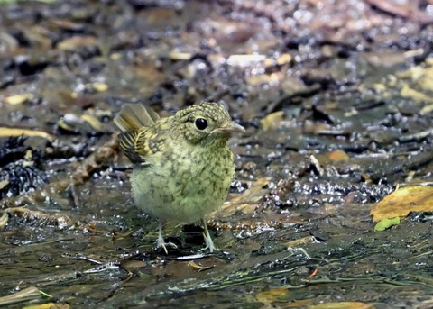 キビタキ幼鳥3693