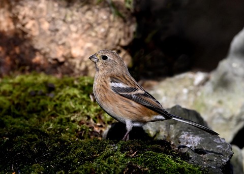 ベニマシコ♀8451