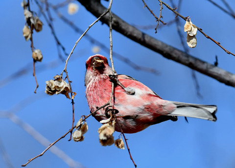 ベニマシコ♂2361
