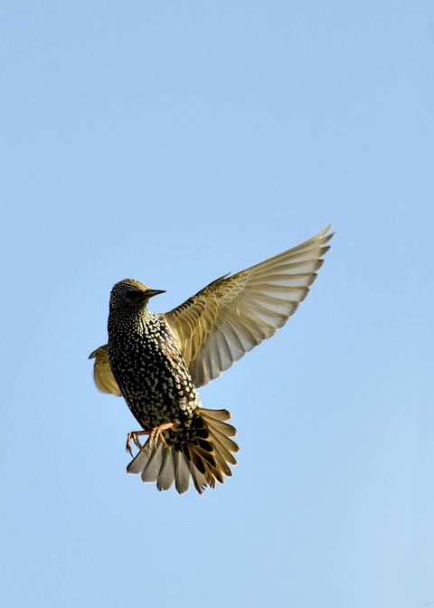 ホシムクドリ6909○