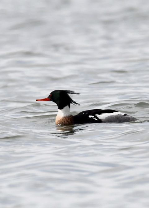 ウミアイサ♂7848