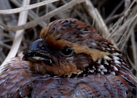 コリンウズラ♀2405