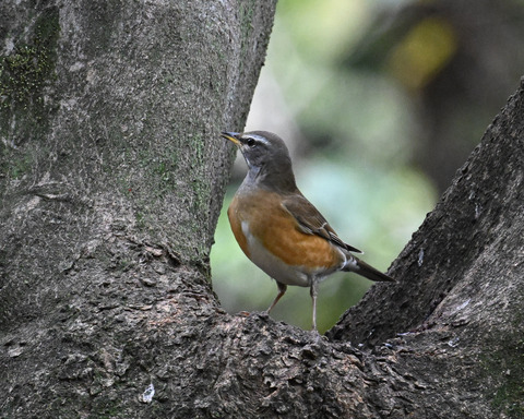 マミチャジナイ2773