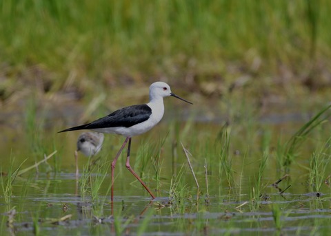 セイタカシギのヒナ5694