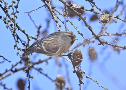 ベニヒワ♀5478