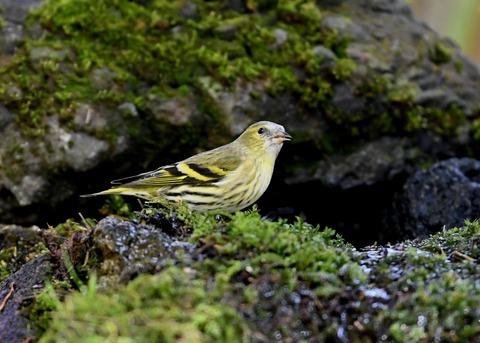 マヒワ♀0011