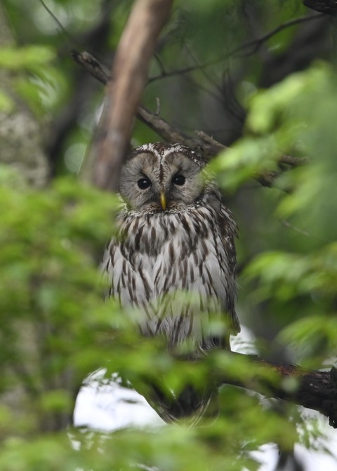 フクロウ♀3170