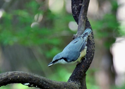 ゴジュウカラ4377