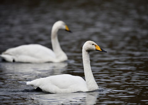 オオハクチョウ7575