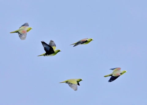 飛ぶ・アオバト♂♀4104