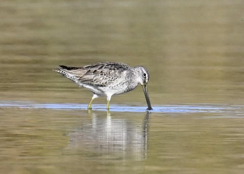 オオハシシギ6102