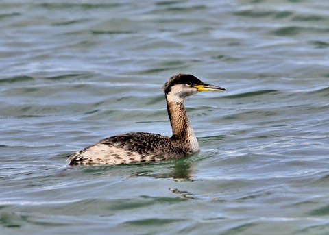 アカエリカイツブリ0571