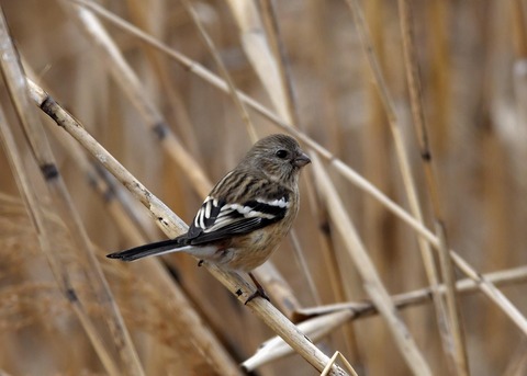 ベニマシコ♀0282