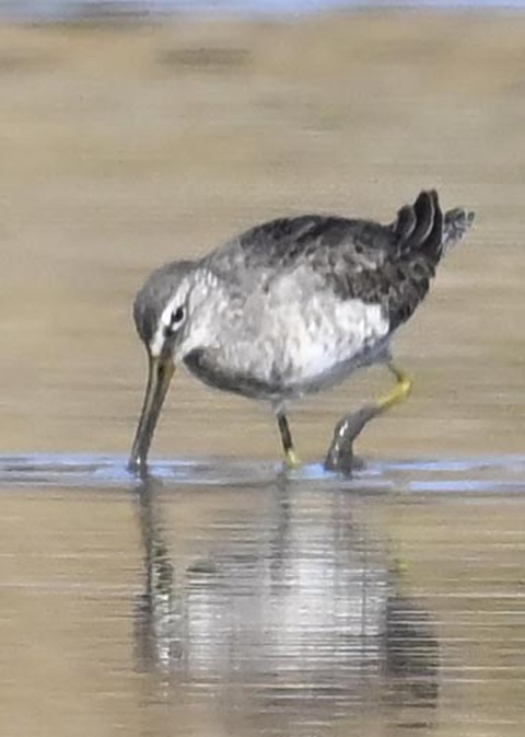 オオハシシギ6081