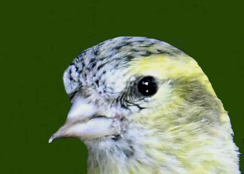 マヒワ♀1002
