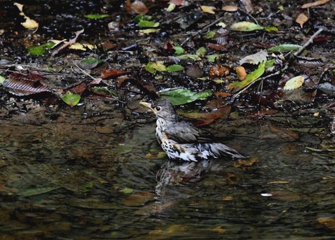 クロツグミ♀7627