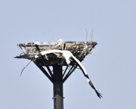 飛ぶコウノトリ8462