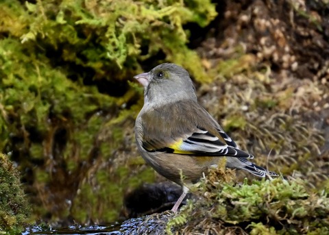 オオカワラヒワ7169