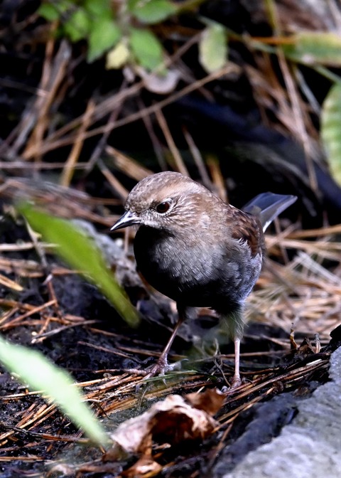 カヤクグリ5455
