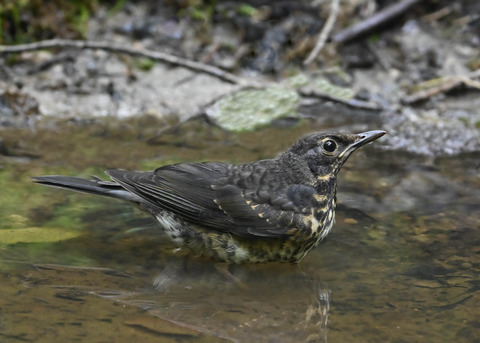 クロツグミ♂幼鳥0643