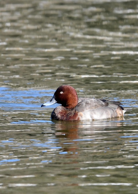 メジロガモHB7038